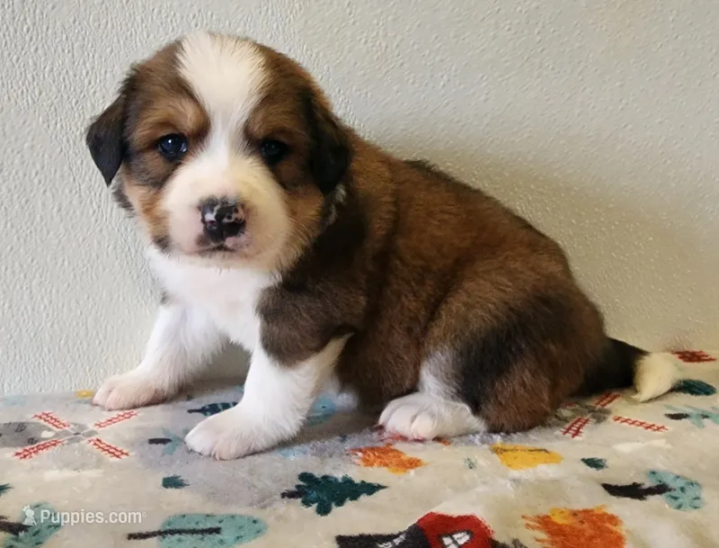 Asher – Bernese Mountain Dog, Great Pyrenees puppy for sale in Newport, NE