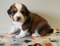 Asher, a male Bernese Mountain Dog and Great Pyrenees for sale in Newport, NE – 1 of 6