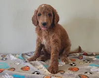 Blaze, a male Goldendoodle for sale in Newport, NE – 3 of 7