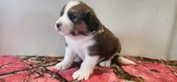 Heidi, a female Bernese Mountain Dog and Great Pyrenees for sale in Newport, NE – 4 of 5