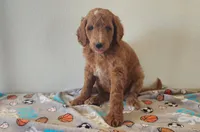 Blaze, a male Goldendoodle for sale in Newport, NE – 4 of 7