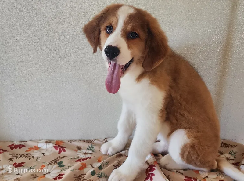 Hailey – Bernese Mountain Dog, Great Pyrenees puppy for sale in Newport, NE