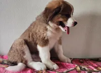 Hailey, a female Bernese Mountain Dog and Great Pyrenees for sale in Newport, NE – 2 of 10