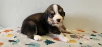 Tucker, a male Bernese Mountain Dog and Great Pyrenees for sale in Newport, NE – 4 of 5