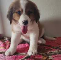 Heidi, a female Bernese Mountain Dog and Great Pyrenees for sale in Newport, NE – 2 of 8