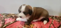 Buttercup, a female Bernese Mountain Dog and Great Pyrenees for sale in Newport, NE – 3 of 5