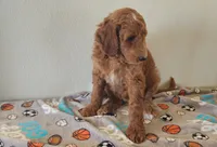Blaze, a male Goldendoodle for sale in Newport, NE – 6 of 7