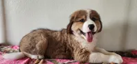 Hailey, a female Bernese Mountain Dog and Great Pyrenees for sale in Newport, NE – 10 of 10