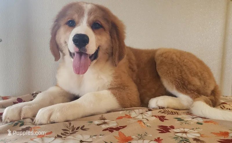 Stella – Bernese Mountain Dog, Great Pyrenees puppy for sale in Newport, NE
