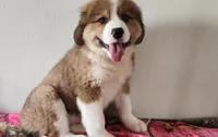 Hailey, a female Bernese Mountain Dog and Great Pyrenees for sale in Newport, NE – 7 of 10