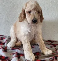 Clyde, a male Goldendoodle for sale in Newport, NE – 2 of 7