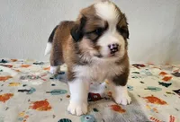 Tank, a male Bernese Mountain Dog and Great Pyrenees for sale in Newport, NE – 4 of 7