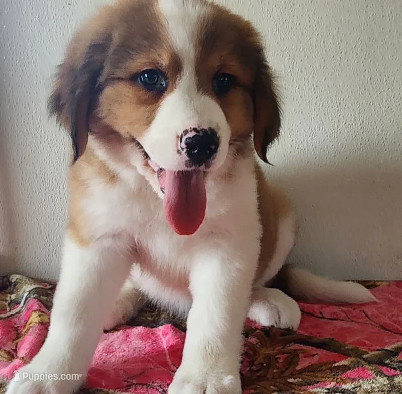 Heidi – Bernese Mountain Dog, Great Pyrenees puppy for sale in Newport, NE