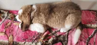 Heidi, a female Bernese Mountain Dog and Great Pyrenees for sale in Newport, NE – 8 of 8