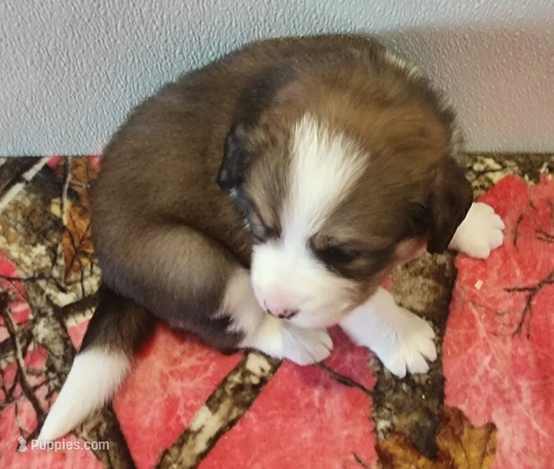 Heidi – Bernese Mountain Dog, Great Pyrenees puppy for sale in Newport, NE