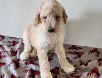 Clyde, a male Goldendoodle for sale in Newport, NE – 3 of 7