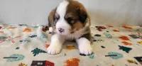 Tank, a male Bernese Mountain Dog and Great Pyrenees for sale in Newport, NE – 7 of 7