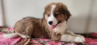 Hailey, a female Bernese Mountain Dog and Great Pyrenees for sale in Newport, NE – 9 of 10