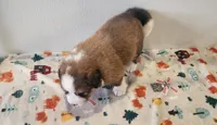 Tank, a male Bernese Mountain Dog and Great Pyrenees for sale in Newport, NE – 6 of 7