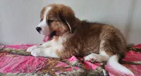 Hailey, a female Bernese Mountain Dog and Great Pyrenees for sale in Newport, NE – 1 of 10
