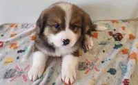 Winston, a male Bernese Mountain Dog and Great Pyrenees for sale in Newport, NE – 2 of 6