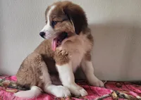 Hailey, a female Bernese Mountain Dog and Great Pyrenees for sale in Newport, NE – 3 of 10