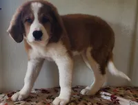 Hailey, a female Bernese Mountain Dog and Great Pyrenees for sale in Newport, NE – 3 of 5