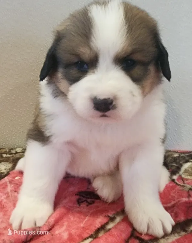 Buttercup – Bernese Mountain Dog, Great Pyrenees puppy for sale in Newport, NE