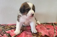 Hailey, a female Bernese Mountain Dog and Great Pyrenees for sale in Newport, NE – 2 of 6