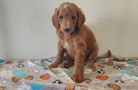 Blaze, a male Goldendoodle for sale in Newport, NE – 5 of 7