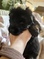 Maricopa, a female German Shepherd Dog for sale in Benton, IL – Photo 3 of 8