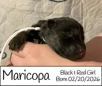 Maricopa, a female German Shepherd Dog for sale in Benton, IL – Photo 7 of 8