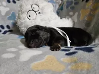 Maricopa, a female German Shepherd Dog for sale in Benton, IL – Photo 6 of 8