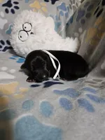 Maricopa, a female German Shepherd Dog for sale in Benton, IL – Photo 5 of 8