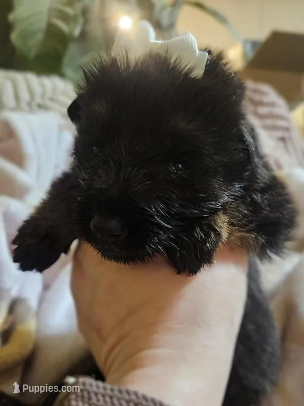 Maricopa – German Shepherd Dog puppy for sale in Benton, IL