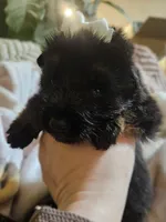 Maricopa, a female German Shepherd Dog for sale in Benton, IL – Photo 1 of 8