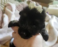 Maricopa, a female German Shepherd Dog for sale in Benton, IL – Photo 2 of 8