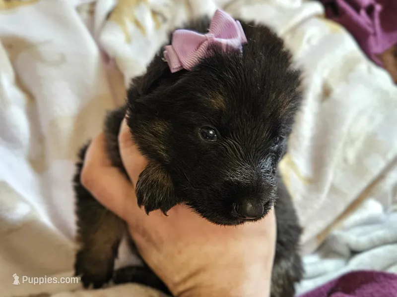 Sedona – German Shepherd Dog puppy for sale in Benton, IL