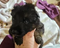 Sedona, a female German Shepherd Dog for sale in Benton, IL – Photo 3 of 9