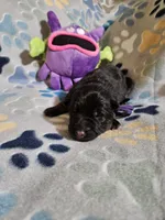 Sedona, a female German Shepherd Dog for sale in Benton, IL – Photo 7 of 9