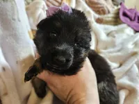 Sedona, a female German Shepherd Dog for sale in Benton, IL – Photo 2 of 9