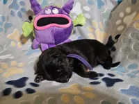 Sedona, a female German Shepherd Dog for sale in Benton, IL – Photo 6 of 9