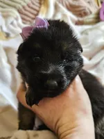 Sedona, a female German Shepherd Dog for sale in Benton, IL – Photo 4 of 9