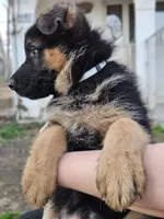 Tumble, a male German Shepherd Dog for sale in Benton, IL – Photo 4 of 6