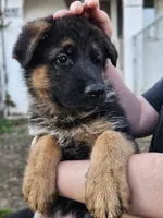 Tumble, a male German Shepherd Dog for sale in Benton, IL – Photo 5 of 6