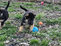 Tumble, a male German Shepherd Dog for sale in Benton, IL – Photo 3 of 6