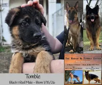 Tumble, a male German Shepherd Dog for sale in Benton, IL – Photo 6 of 6