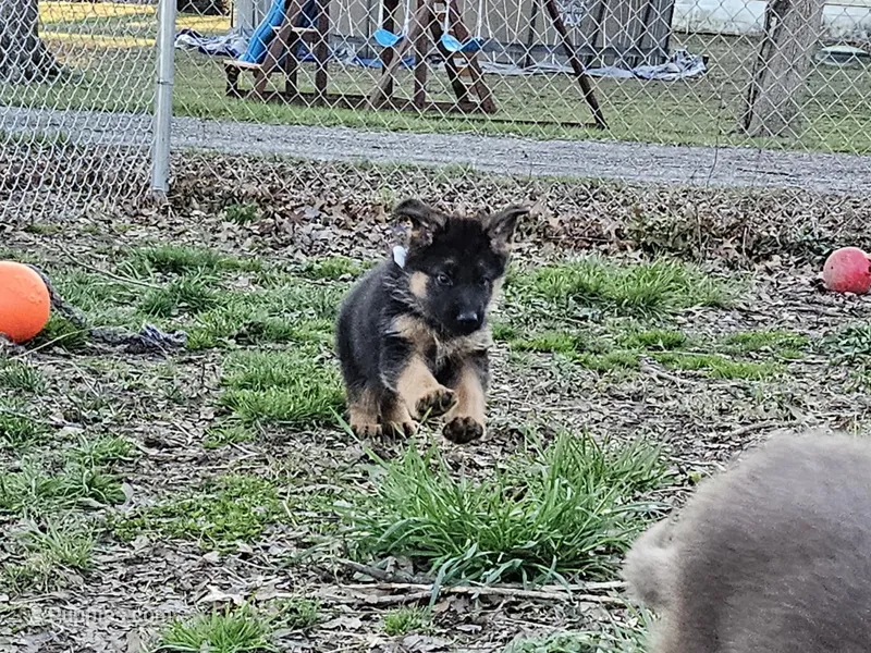 Tumble – German Shepherd Dog puppy for sale in Benton, IL