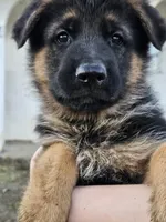 Tumble, a male German Shepherd Dog for sale in Benton, IL – Photo 2 of 6