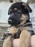 Rough, a male German Shepherd Dog for sale in Benton, IL – Photo 4 of 6